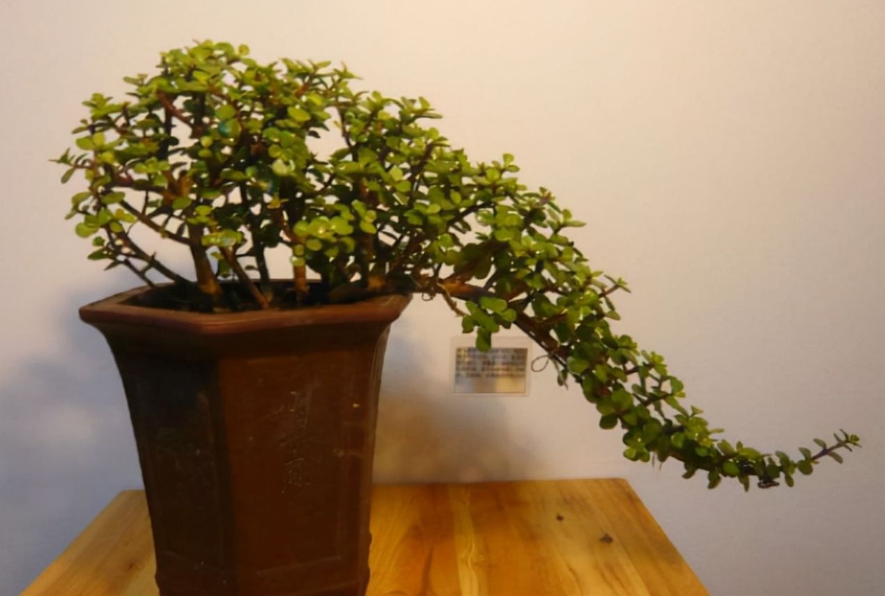 养金枝玉叶，冬天做好1个“保证”，记住“3合理”，长得也很快