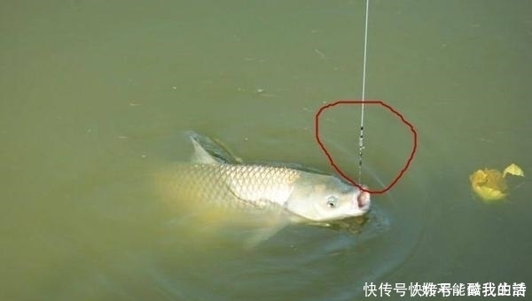 夏季|夏季钓鱼,子线的选用技巧,科学的选择子线长短,钓鱼事半功倍