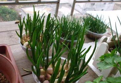 家里的有些东西,扔水里就是一盆郁郁葱葱小盆栽