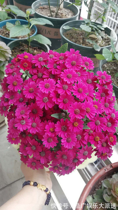 金凤|喜欢牡丹，不如养“珍奇名菊”，似金凤起舞，金光闪闪，开花艳丽