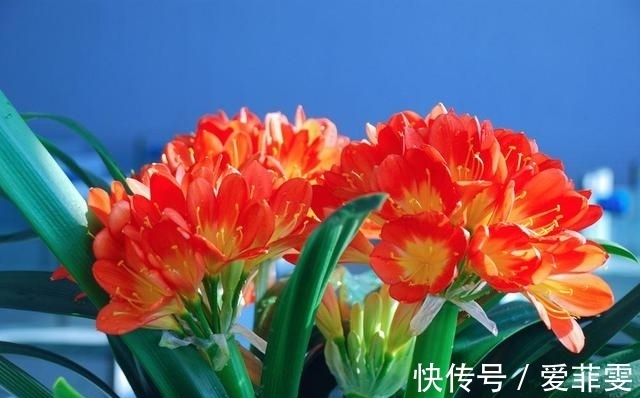 养护君子兰用些“大补肥”,不花钱,花卉也能长得“翠绿无比”