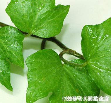 木槿|这三种花最适合养在窗台上，好看又耐活，开成花帘美极了