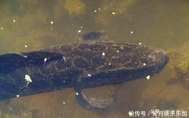 黑鱼是“孝鱼”?关于黑鱼,你需要了解的一些事实!