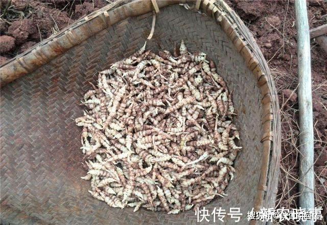 冬季|酷似螺丝钉，一到冬季就热卖，农村常见，城里很难买到