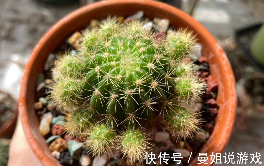 冬季养仙人球的2个技巧,越长越壮,顺利过冬花多色艳