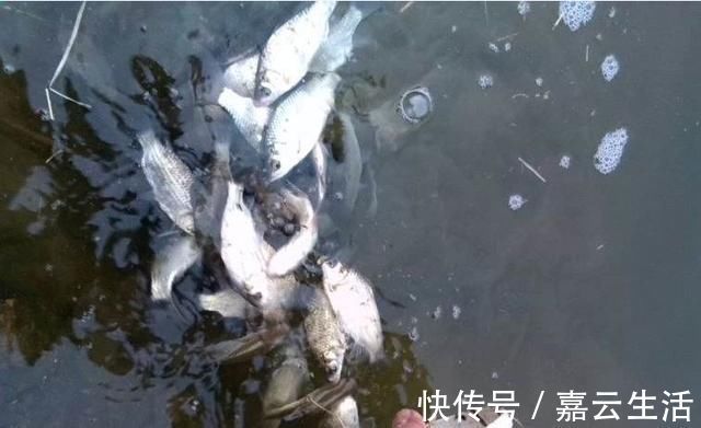 人情世故|野钓鱼获成了不花钱的“饲料”,炫耀资本,钓获不放流是人情世故