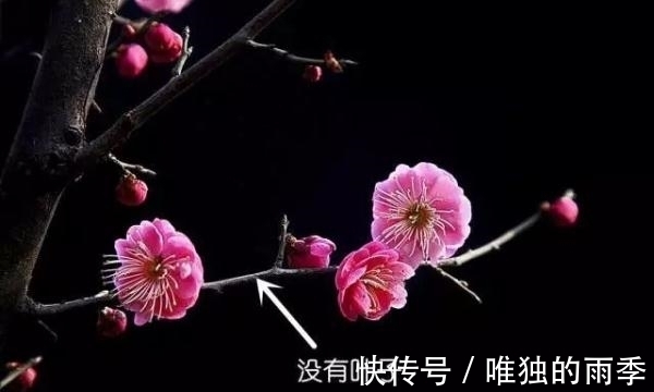 step|梅花樱花桃花杏花梨花李花，傻傻分不清楚？