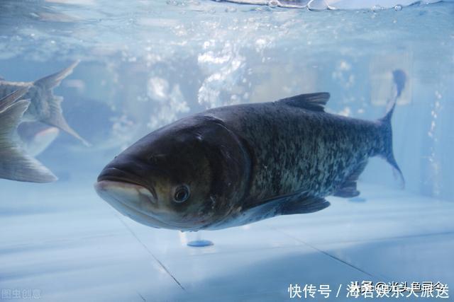 大片鱼泡冒出水面,为啥无鱼吃钩?鱼说“我想吃,你不让我吃”