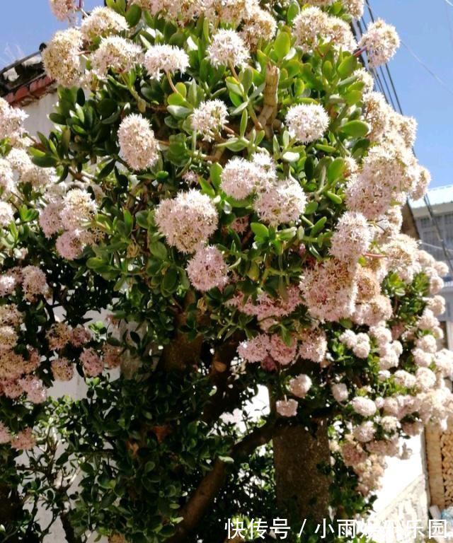 家里不要乱养花!6种养人花,吸废气制氧气,还有旺家的好寓意