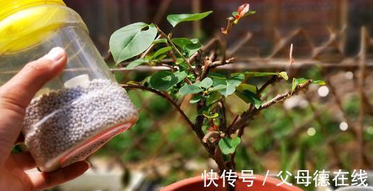 三角梅只长叶子不开花？秋天四不做，花朵多到看不见叶子