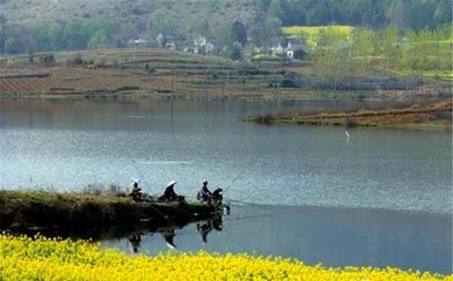 三月三鲤鱼上河滩,仲春时节鲤鱼好钓,用这几招,浅水也能钓大鱼