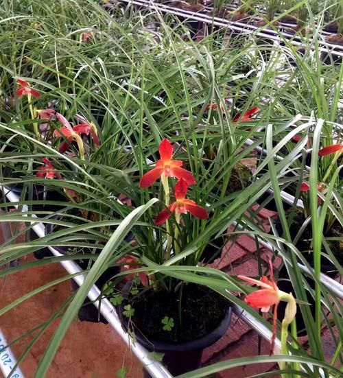  兰花|此兰价格不菲，荷瓣大花，鲜艳夺目，曾被誉为“兰花第一红”