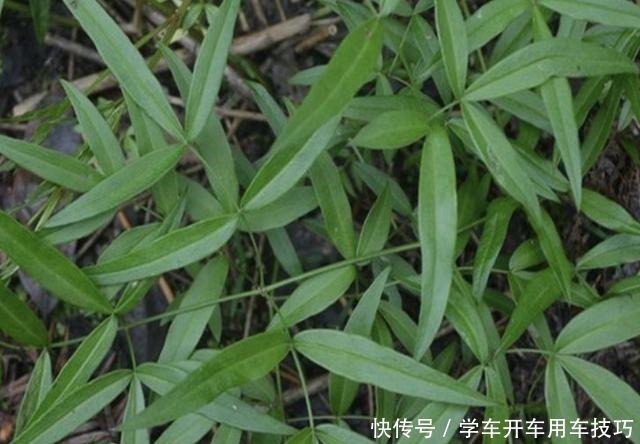 芳香味|有芳香味的“野草”,被称为“隔山香”,山脚下有不少,珍贵!