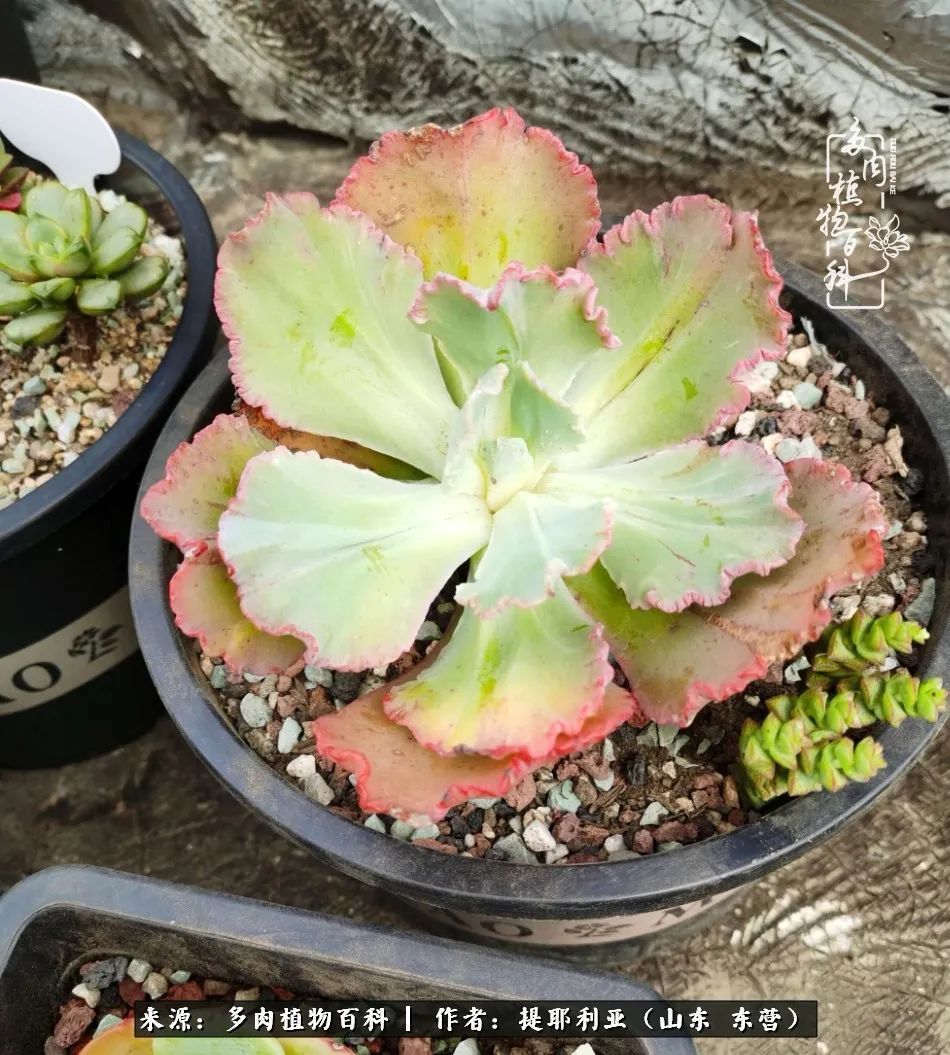 多肉植物|人如多肉,经阳光雨露历练后,亦会越挫越勇!