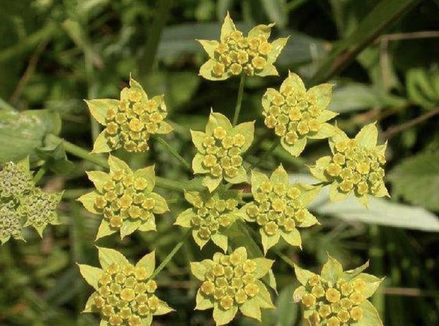 这杂草枝头爱开黄花,根茎是个好东西,如今稀有,看着就珍贵!