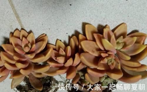 铭月|布丁和铭月是同一种多肉吗？看看布丁养了几个月后的状态就知道了