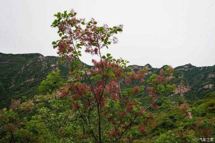 粉红|【郊野行摄】春风拂面，黄栌花开---雨中游京西幽岚山