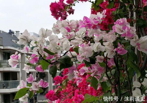 开春养三角梅，添点大补肥，花色艳丽一开就是大半年！