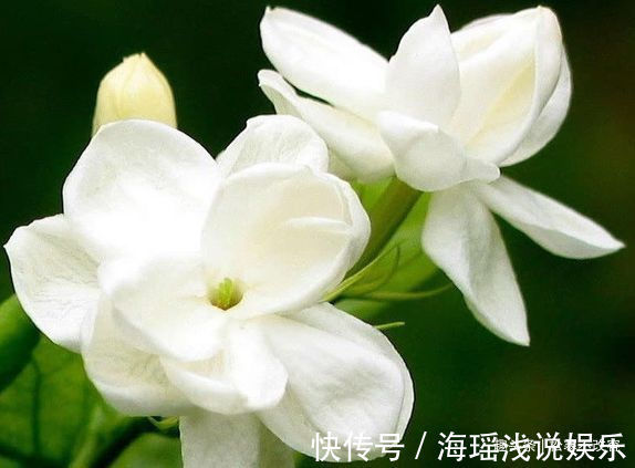 喜欢菊花,不如养盆“开花机器”仙客来,似可爱小鸟,夺人眼目