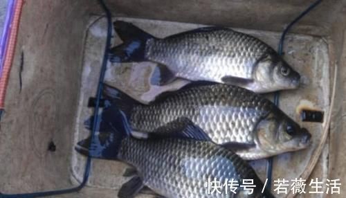 饵料|难怪渔具店老板不淡定,原来冬钓用它代小药,板鲫那叫一个好钓!