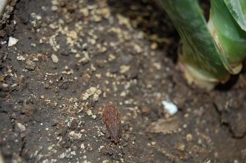 都知道松针土养花好，这几步都没做到，反而把花害惨了