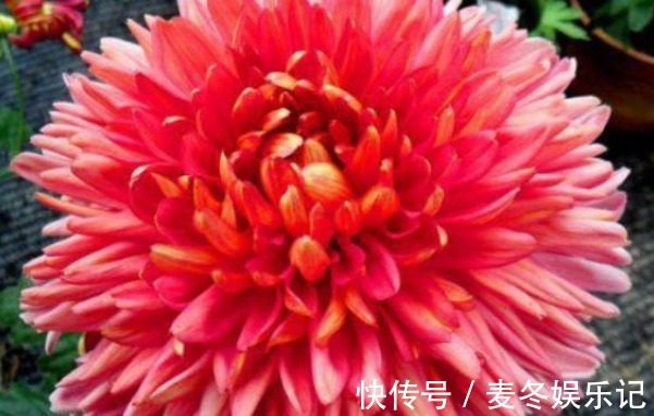 新手养花，不如养盆花中珍品“灯光荷”，花大色艳，高贵优雅