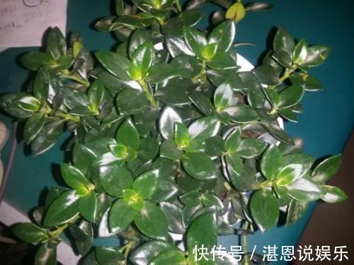 花繁叶茂|它比金边吊兰漂亮，1个修剪小技巧，长势快，开花不断，花繁叶茂