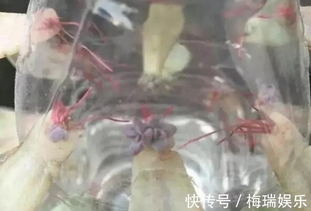 叶片|“塑料瓶”竟是养花神器,学会“4种”用法,一生受用、养花旺