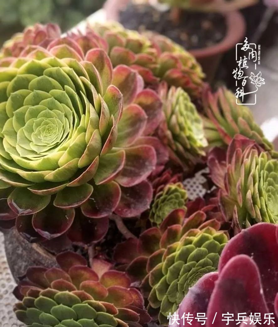 多肉植物|养多肉三年多九万里悟道，终归诗酒田园！