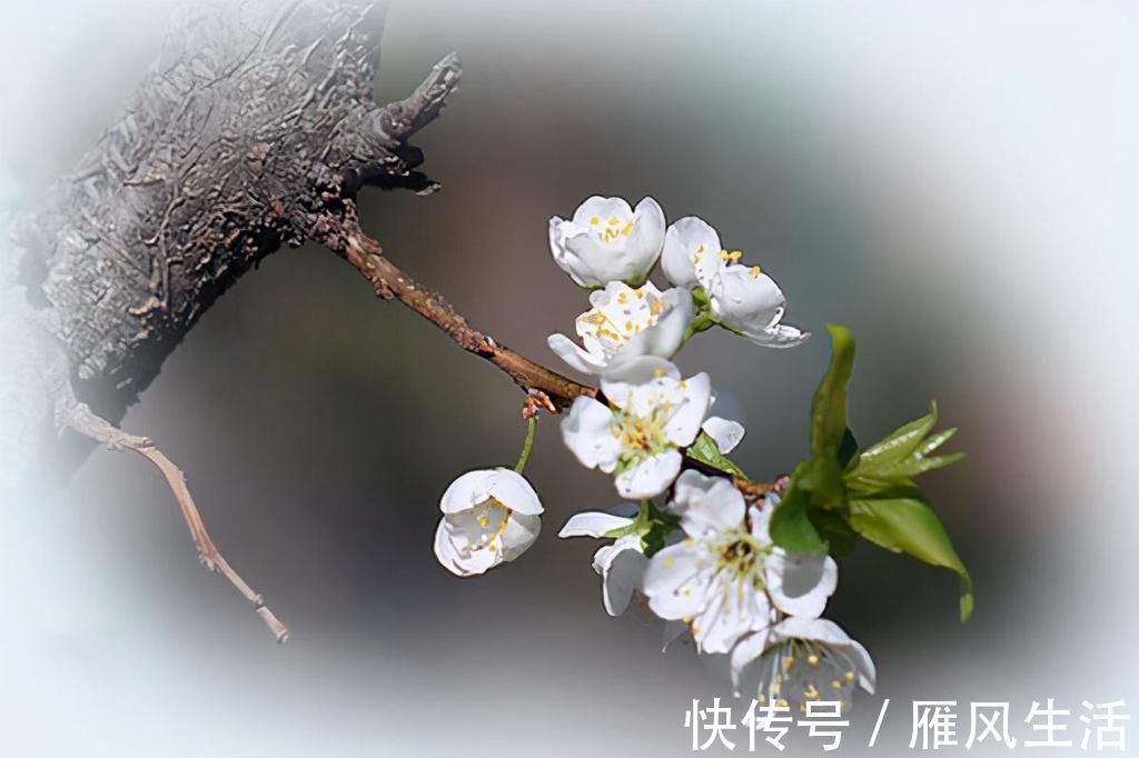 东栏梨花&苏轼遭遇双重打击，离开密州时写下《东栏梨花》，写出了人生至理