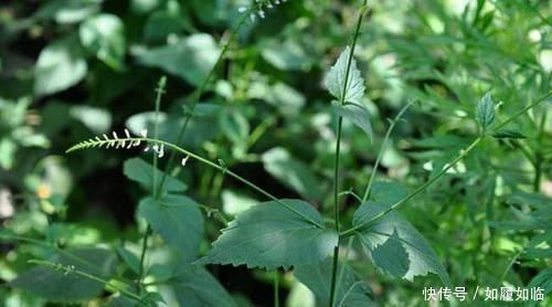 农民|农村这种野草长满刺,农民见了就砍,却不知是珍贵的“接生草”