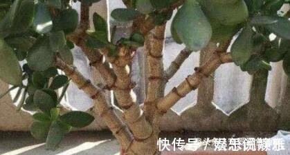 叶片|居家养棵树,旺财又福寿,1月不浇水,也能长,还越养越“值钱”