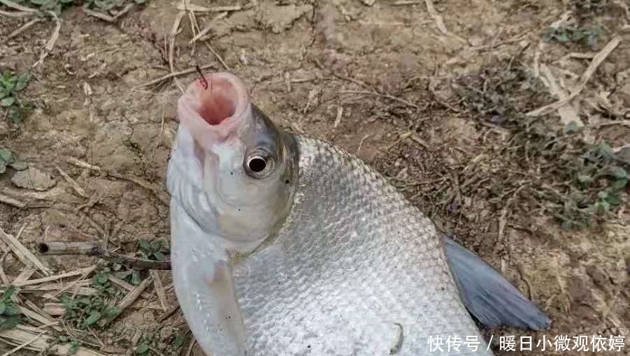 伊势尼|果不其然，这钓法才是“对付”鳊鱼的最佳利器，每次扬竿必有鱼！