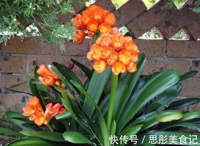 8种“富贵花”自带好运,花大优美,能养几十年,能值很多钱