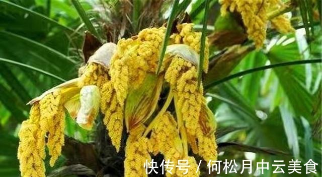江南人|60种常见野菜，高清大图，收集全了真不容易！