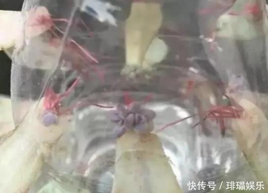 多肉养殖,就用这1种“神器”,植株生根快,长得“翠绿欲滴”