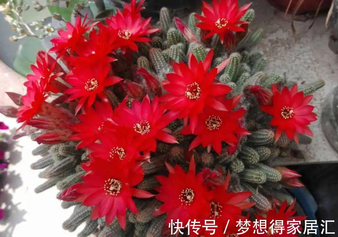 养到烦人的花,盆都不够用,扔掉还很心疼