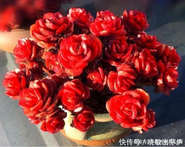 6种皮实好养的多肉，冬天阳光一照叶色鲜红鲜红的