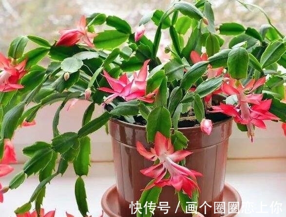 浇水|蟹爪兰最怕“秋老虎”?养护谨记“10个字”,秋老虎也得低头服软