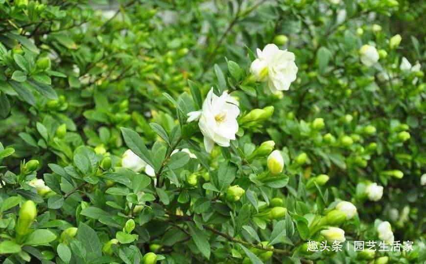 修剪|栀子花盆里埋上一勺它,浇水再加一勺醋,30天冒出500个花苞