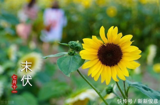 夏至已过,什么时候入伏呢今年伏天热不热,看看老祖宗怎么说