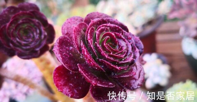 花友|多肉植物养好很难吗,掌握4个特点,多肉变美很简单
