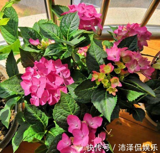 植物|封闭阳台养花,选对植物很关键,选错了养一盆死一盆!