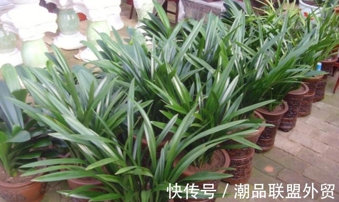 兰花“太娇气”,家中养不好,养这2种试试,室内也能年年开花