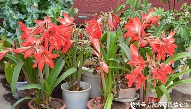 朱顶红开花美不美，养好种球就行了，做好4点，下一茬开花有惊喜！