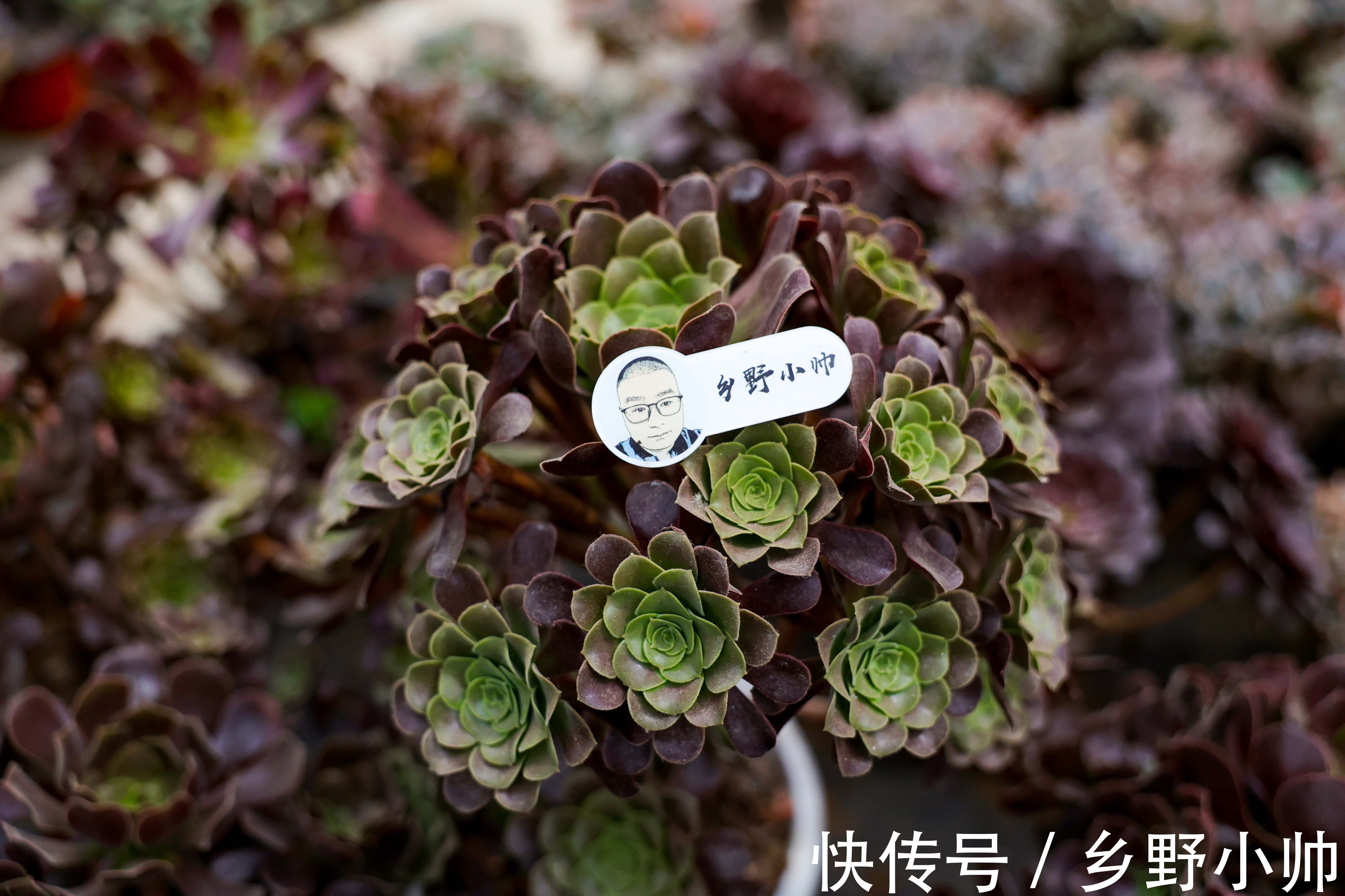 美杜莎|九月多肉季,小帅推荐这2种类型的多肉,好养又漂亮