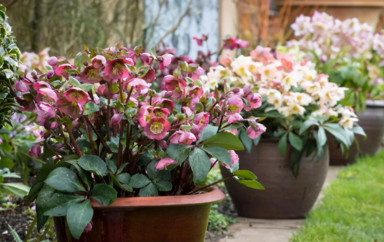 谁说北向阳台不能养开花植物？养它们很合适，不仅耐阴，而且耐寒