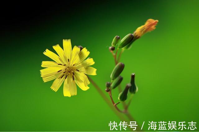 黄鹌菜|农村小野菜，纤维含量高现成泡菜首选，一斤10元，见到采点