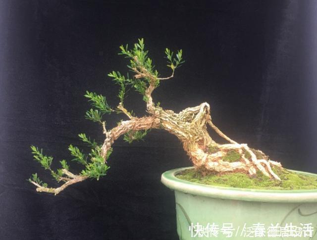 哪种黄杨最美？怎样栽培？制作盆景该注意什么