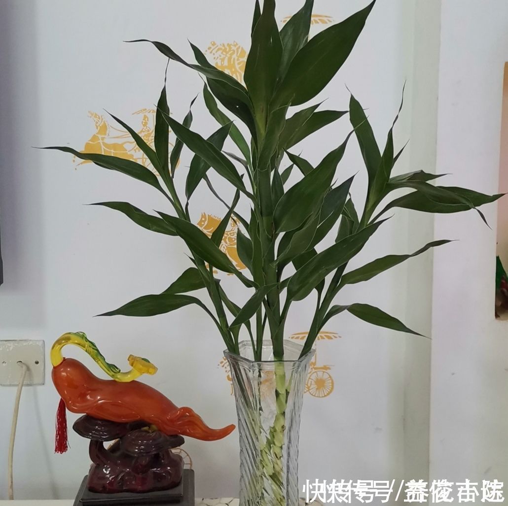 漂亮|8种漂亮的绿色植物，只观叶不看花，养在室内空气好